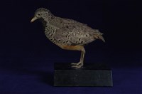 藏品(棕三趾鶉)的圖片